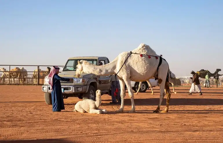 A local Saudi man in traditional attire standing next to a white camel and its calf on the red dunes during a camel tour in the Red Sand Desert, Riyadh.