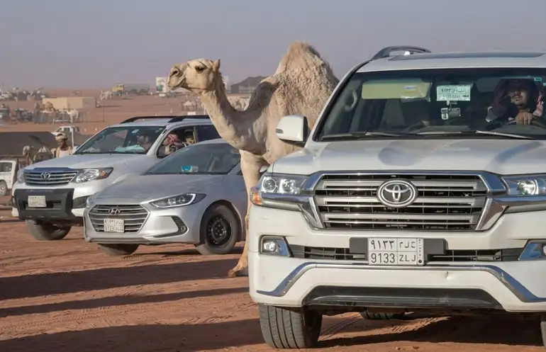 A large camel standing next to modern 4x4 SUVs and cars parked on the desert dunes during a safari tour at Riyadh's Red Sand Desert.